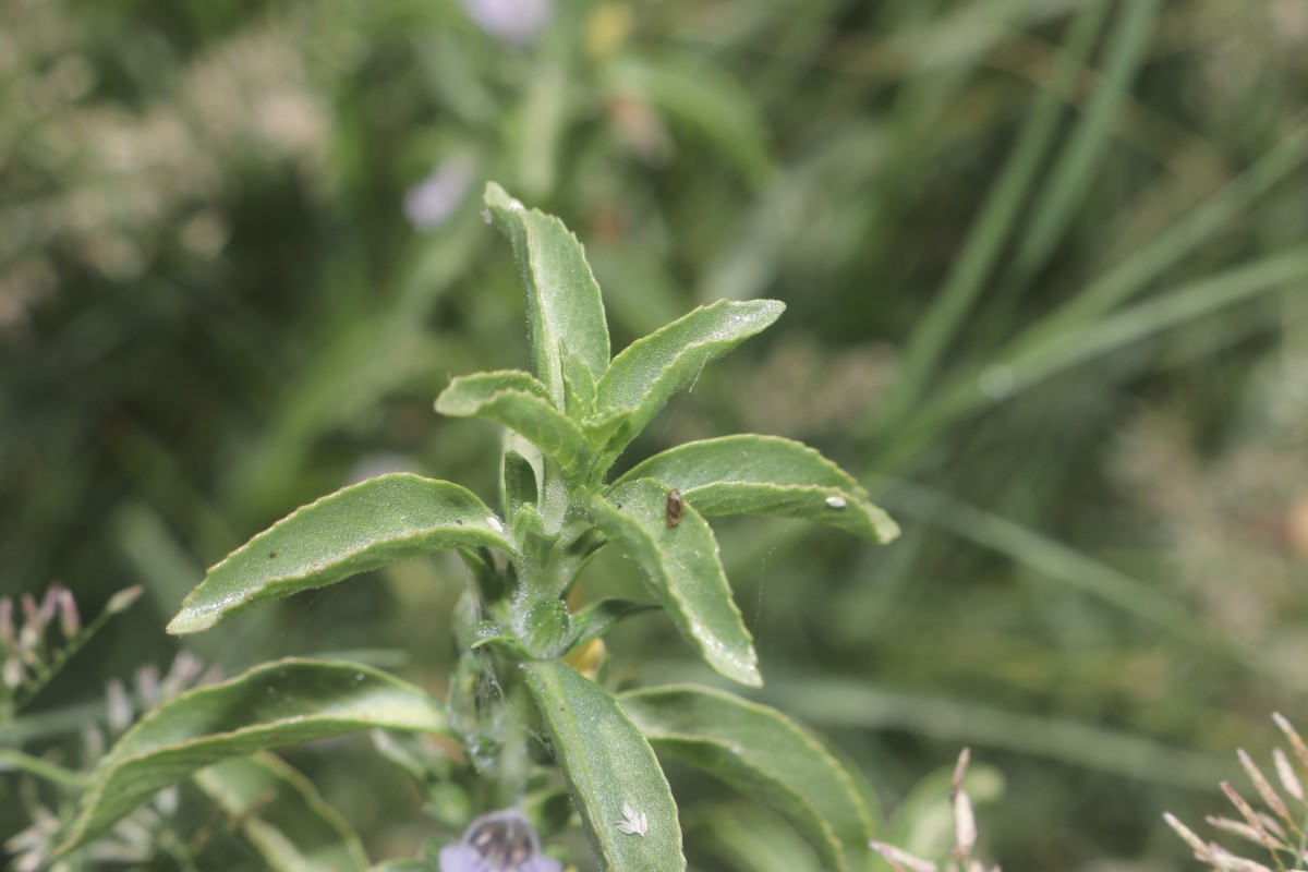 Hygrophila balsamica (L.f.) Raf.